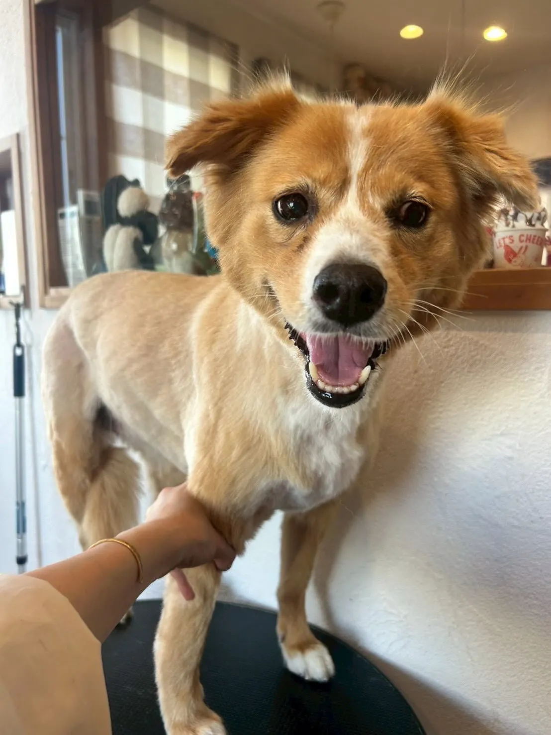 ワンちゃんたちをお迎えしてふわふわ＆もこもこに仕上げました✨...