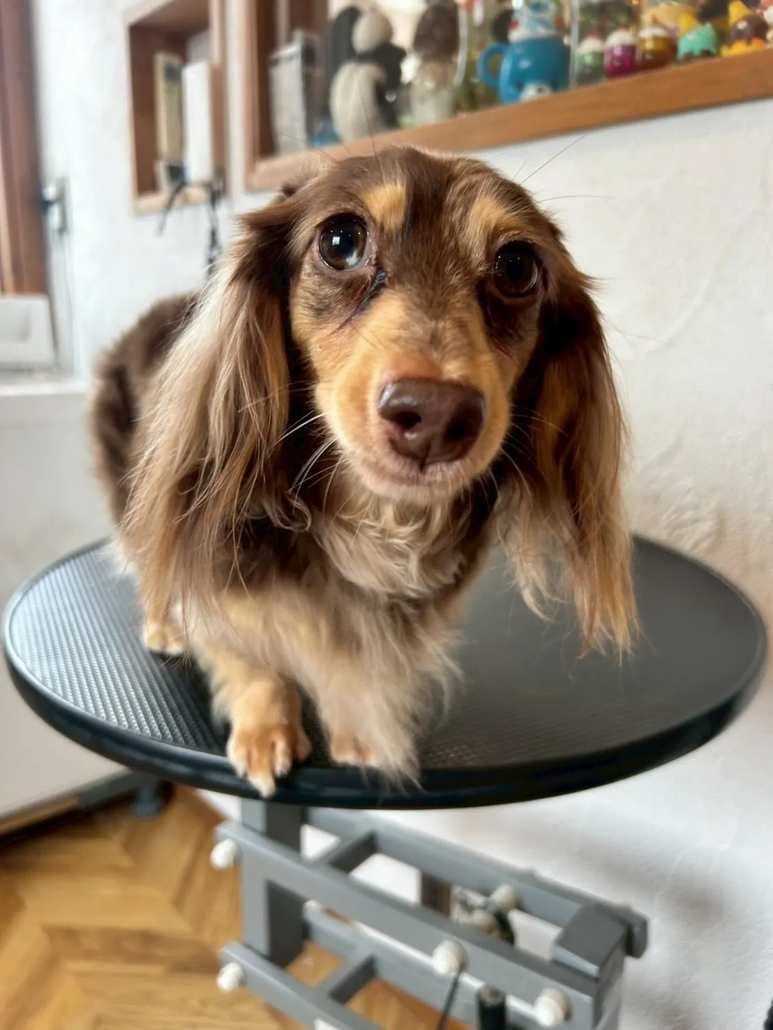 今日はブレスハウスの看板犬たちが会いに来てくれました😊✨