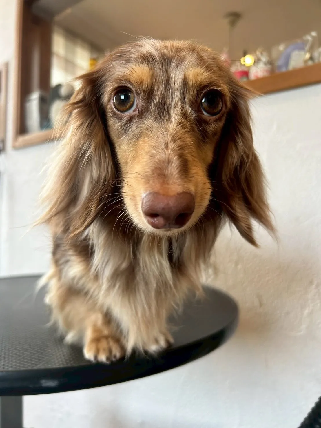 今日はブレスハウスの看板犬たちが会いに来てくれました😊✨