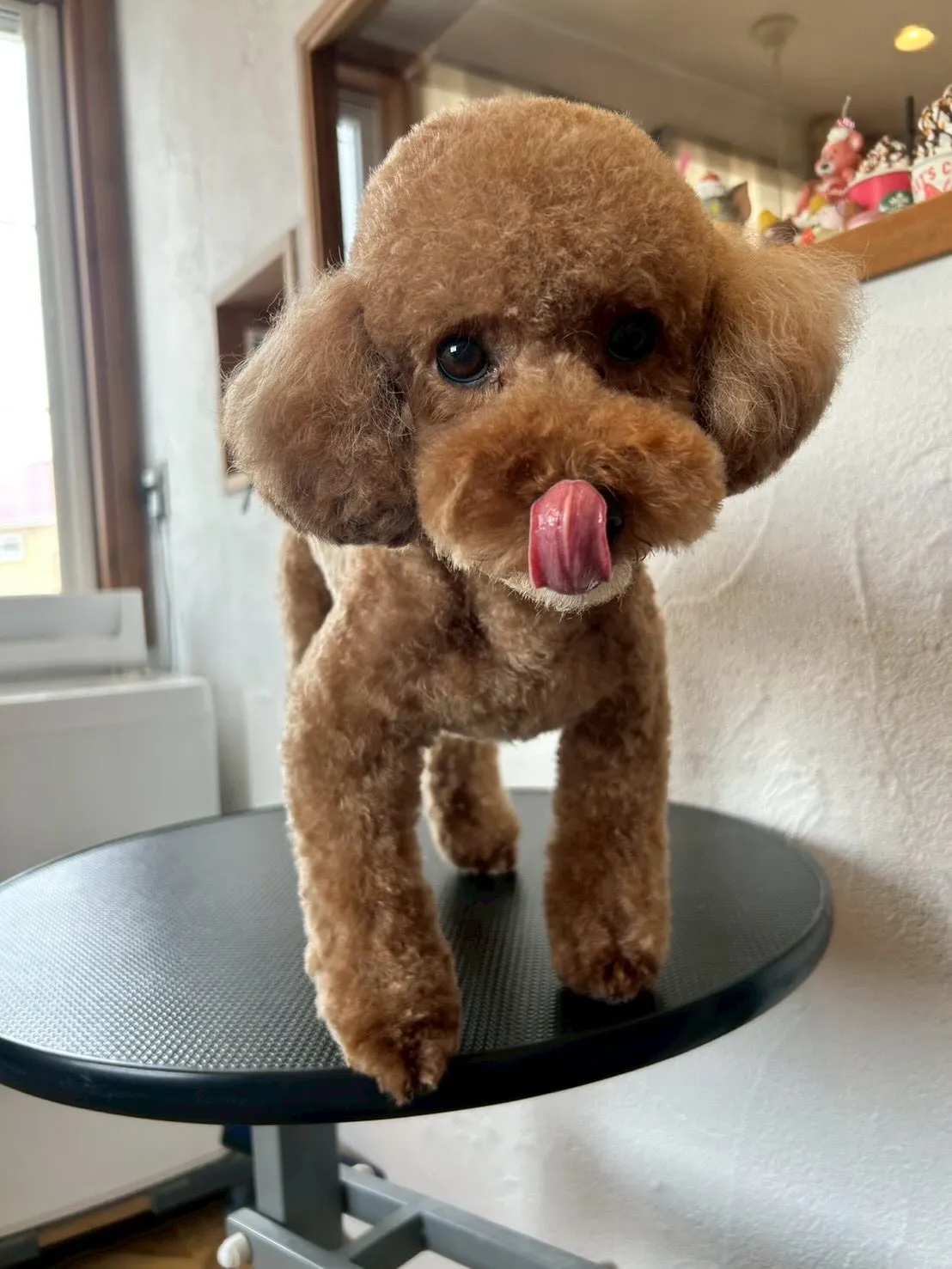 今日はブレスハウスの看板犬たちが会いに来てくれました😊✨