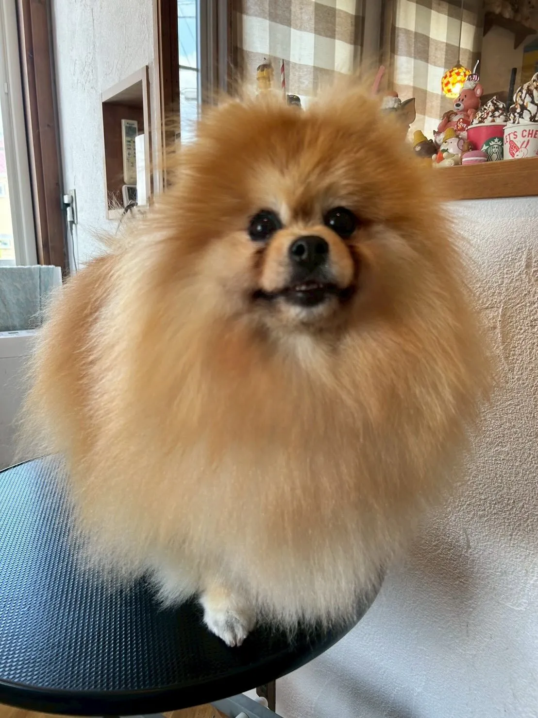 トリミングサロンの楽しさがいっぱいの一日をお届けします!