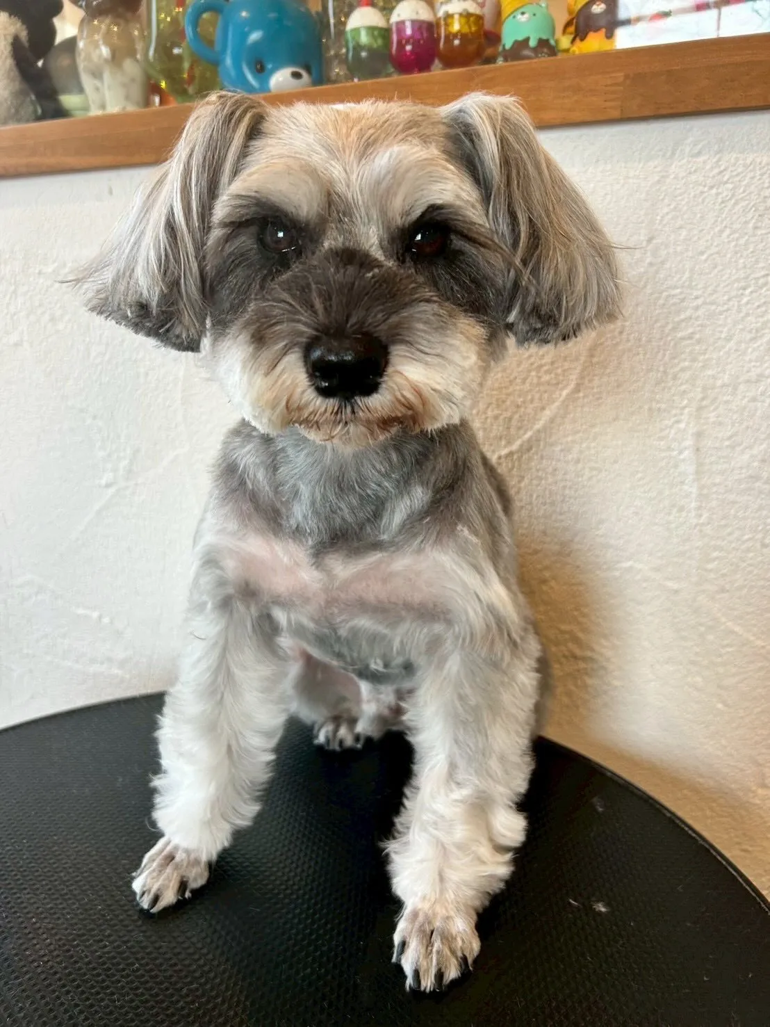 トリミングサロンの楽しさがいっぱいの一日をお届けします!