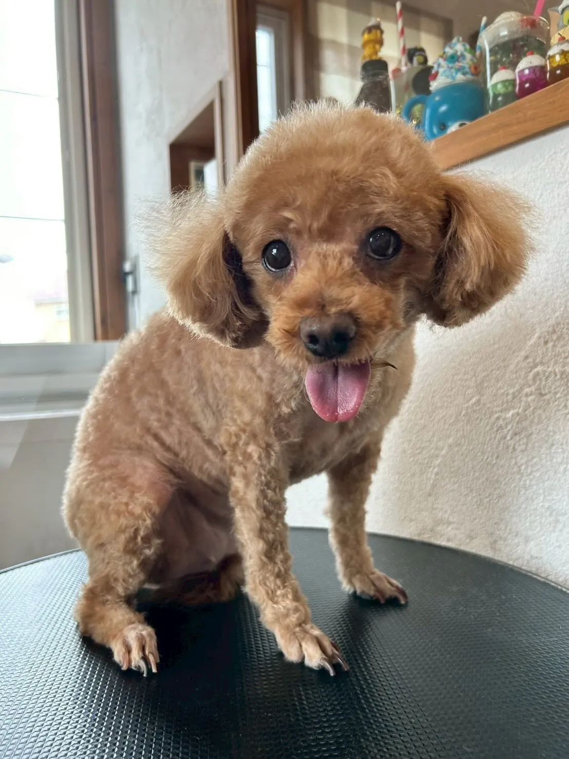 プードル祭り💕