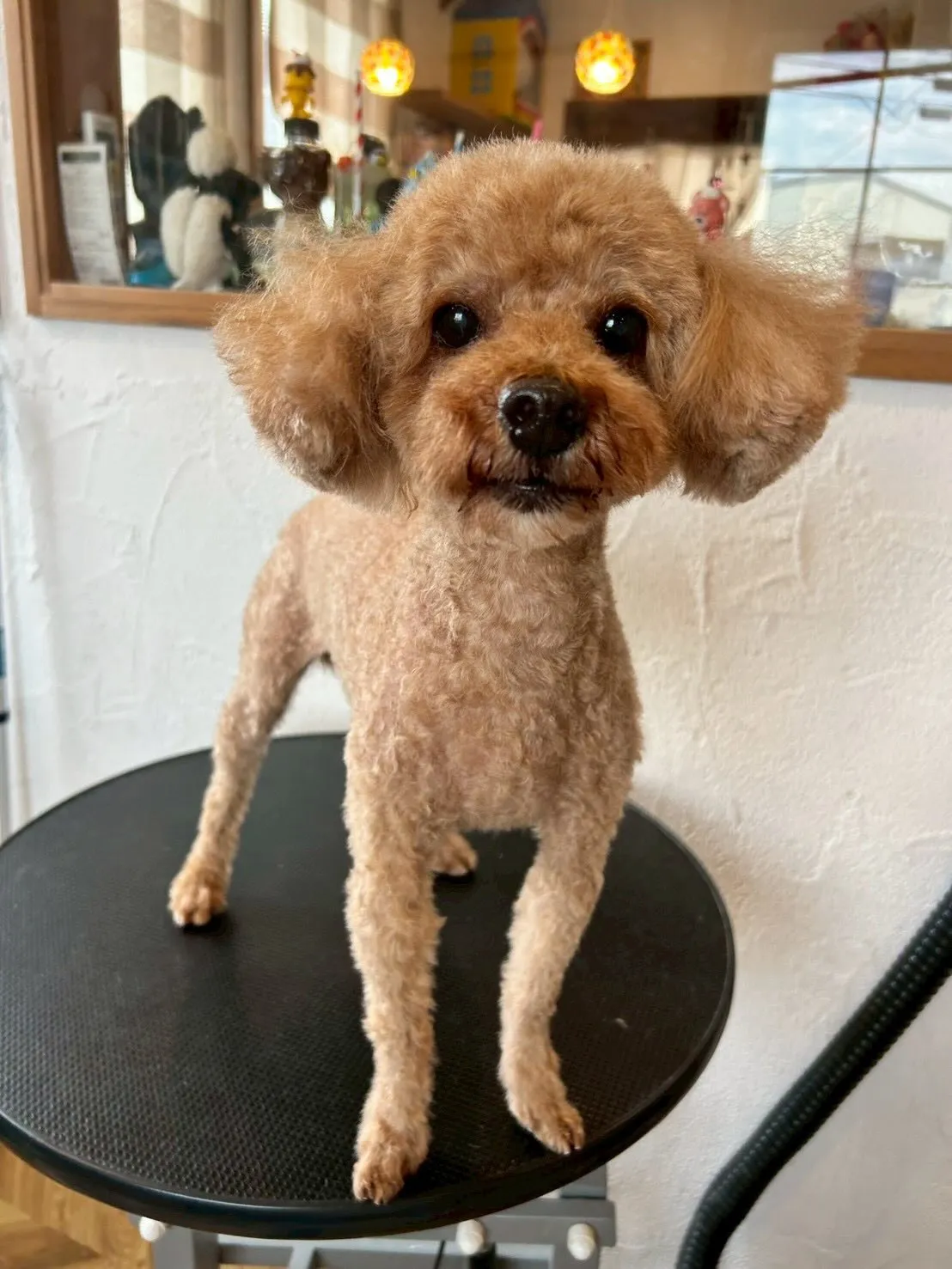 プードル祭り💕