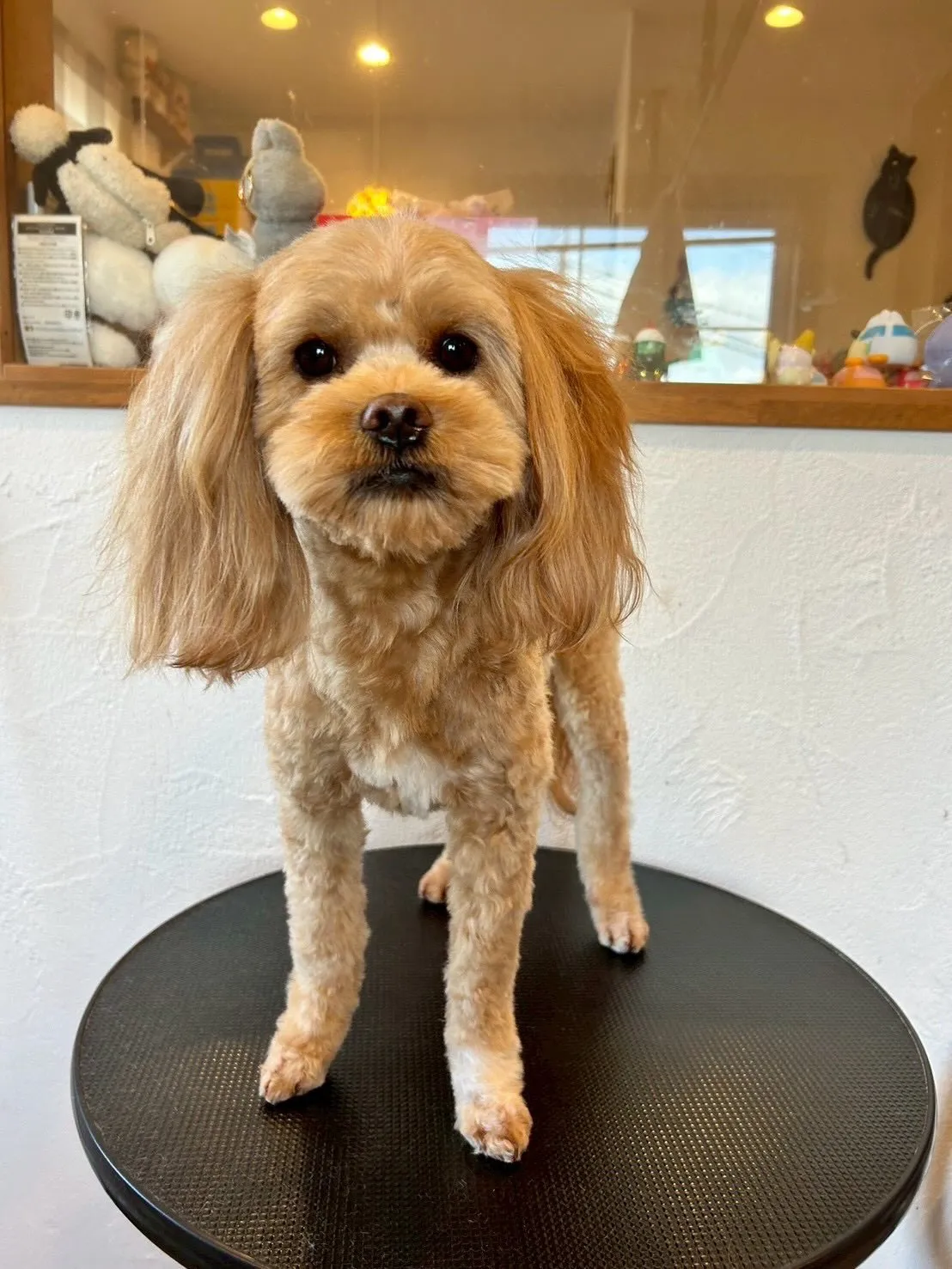 かわいいワンちゃんたちが大集合!🐶✨