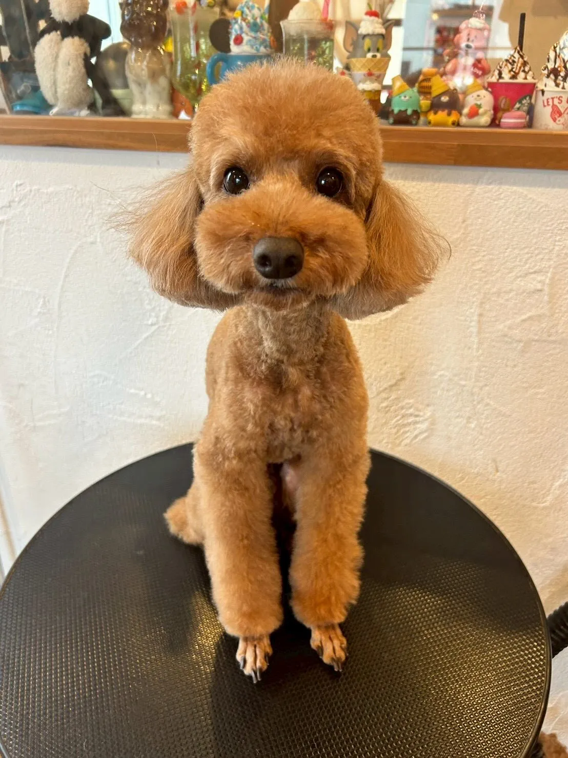 かわいいワンちゃんたちが大集合!🐶✨