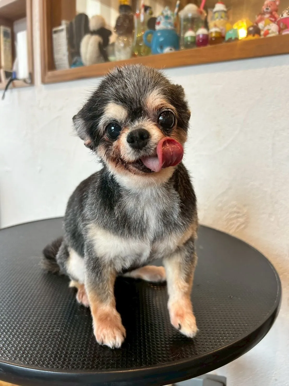 かわいいワンちゃんたちが大集合!🐶✨