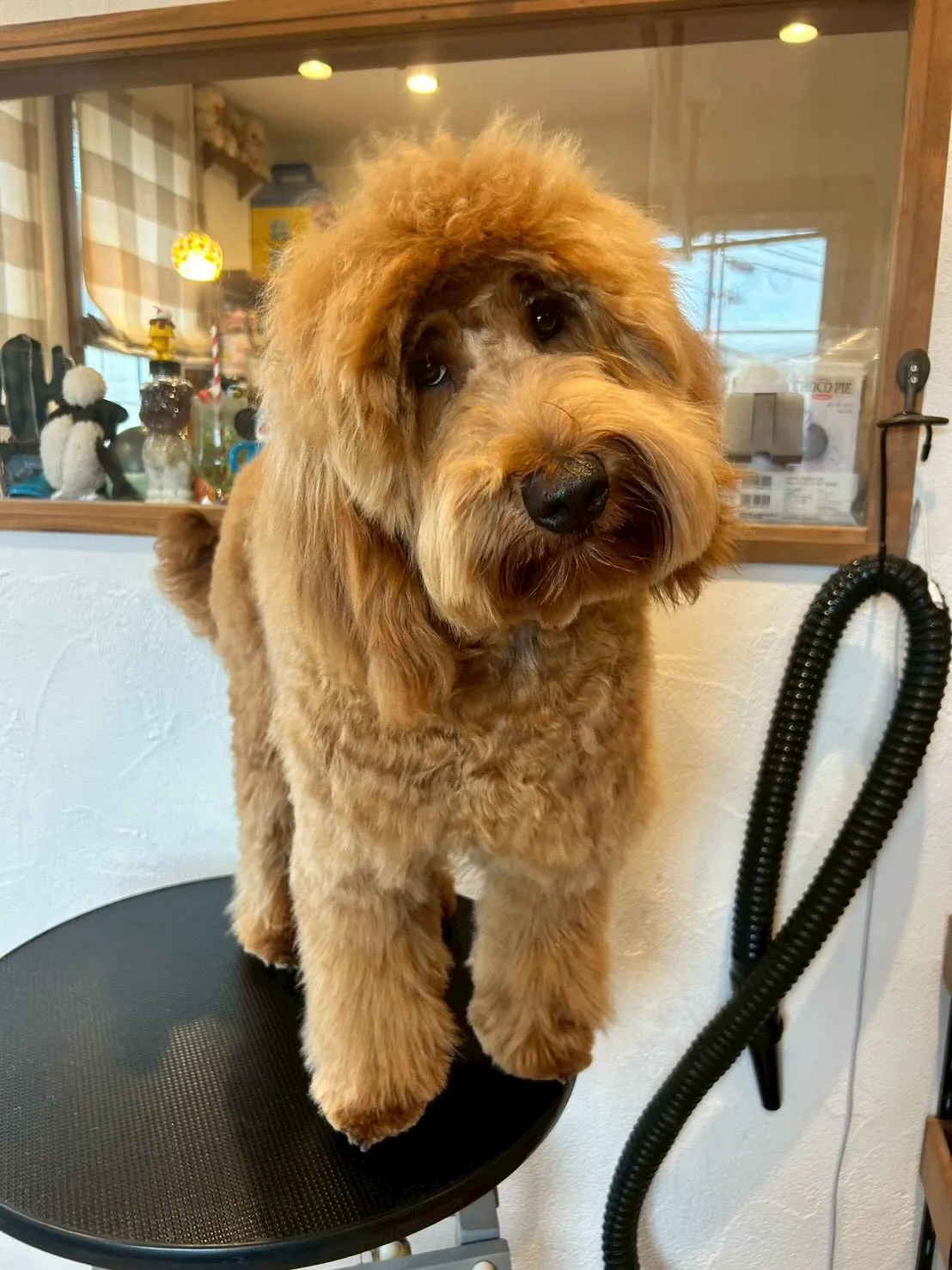 かわいいワンちゃんたちが大集合!🐶✨