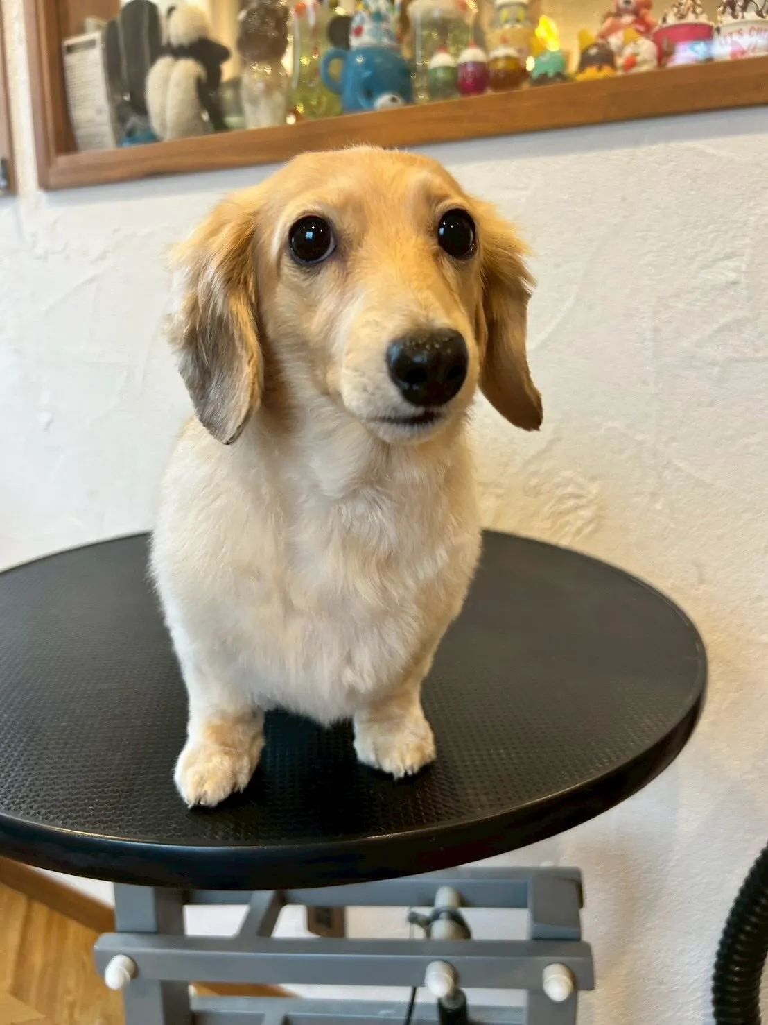 かわいいワンちゃんたちが大集合!🐶✨