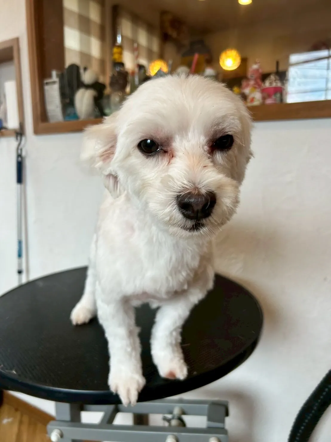 可愛いお客様の紹介です🐾✨