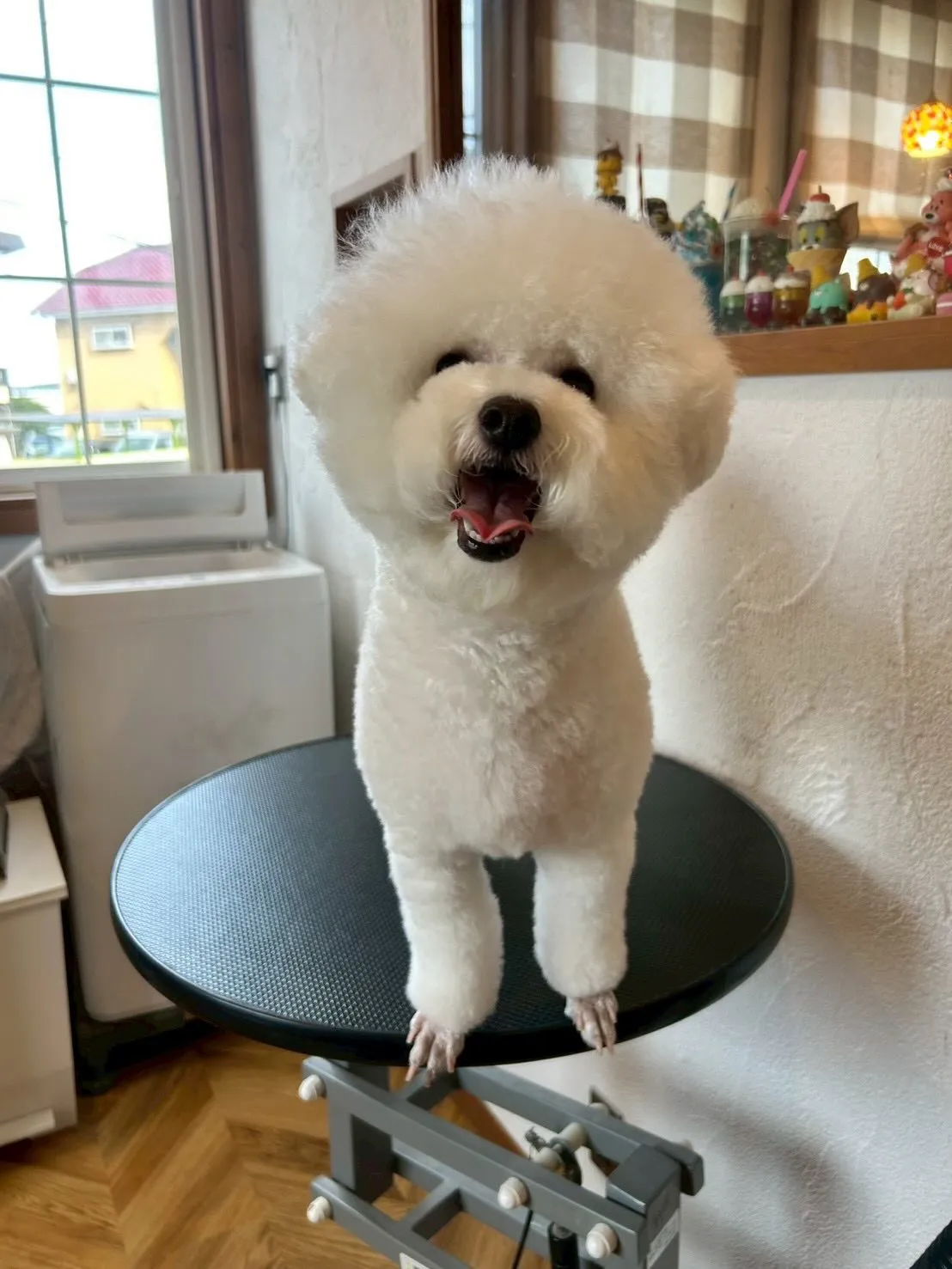 可愛いお客様の紹介です🐾✨