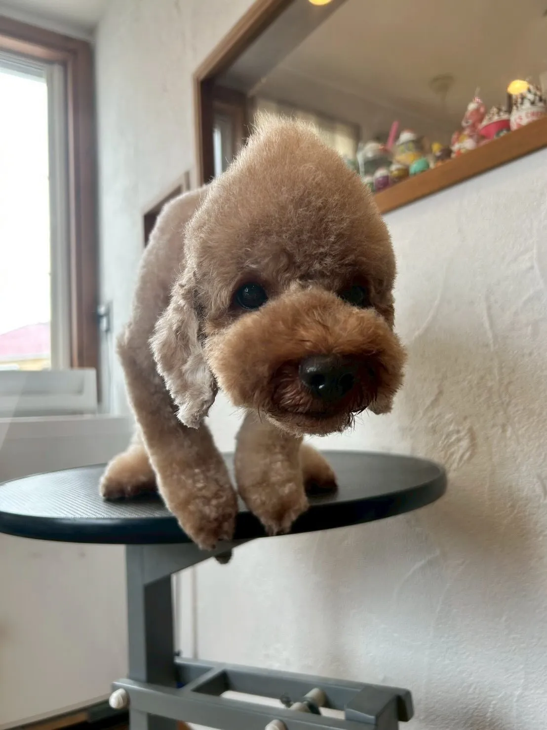 🐶✨主役は、プードルの大吉くんとテオくんです🎉