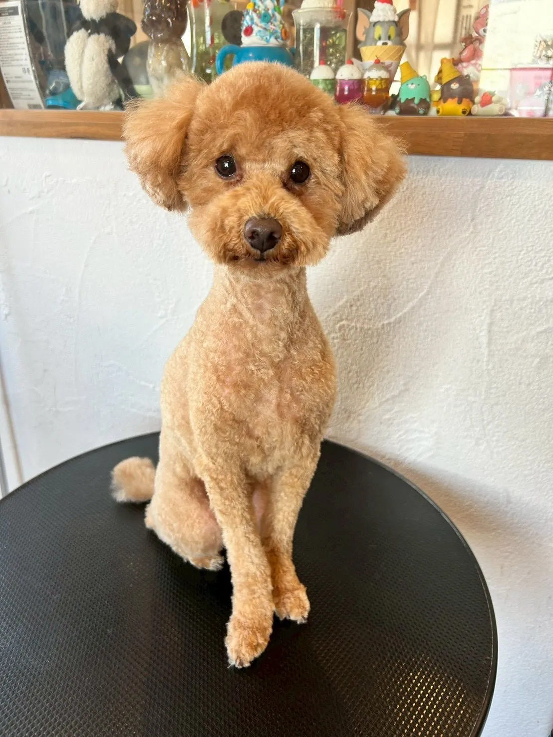 🐶✨主役は、プードルの大吉くんとテオくんです🎉