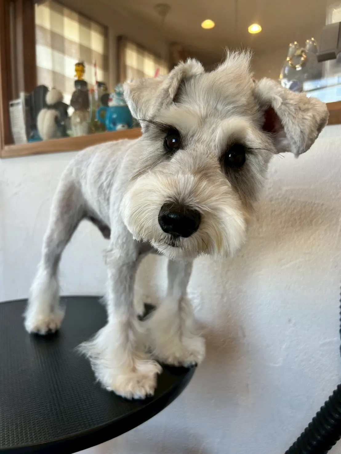 ミニチュアシュナウザーのアベルくんは、モヒカンがますます伸び...