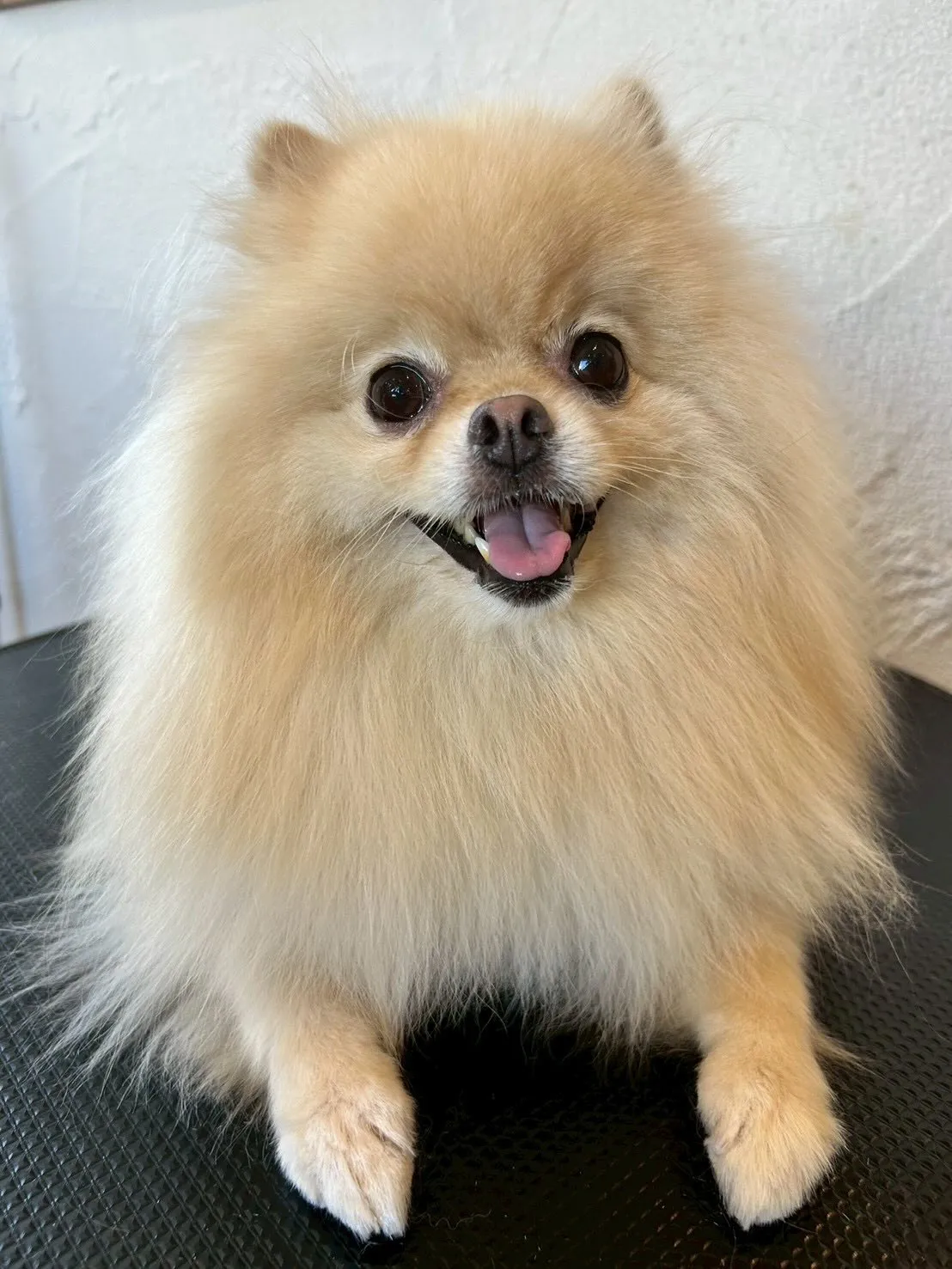 ミニチュアシュナウザーのアベルくんは、モヒカンがますます伸び...