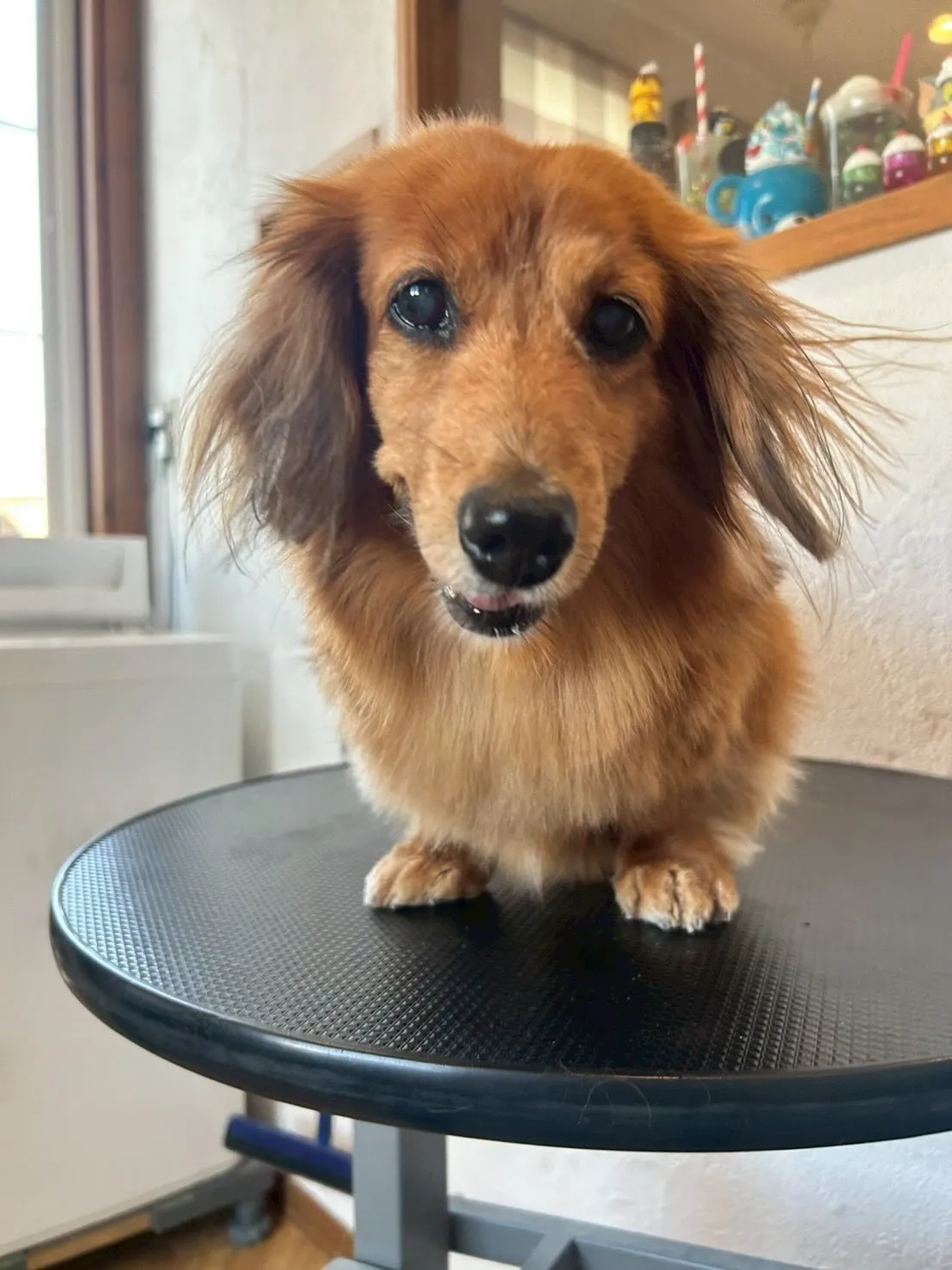 ミニチュアシュナウザーのアベルくんは、モヒカンがますます伸び...