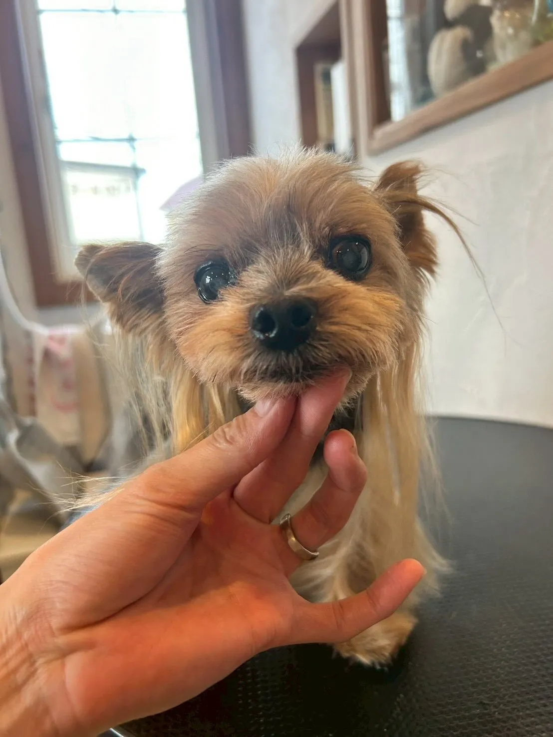 ミニチュアシュナウザーのアベルくんは、モヒカンがますます伸び...