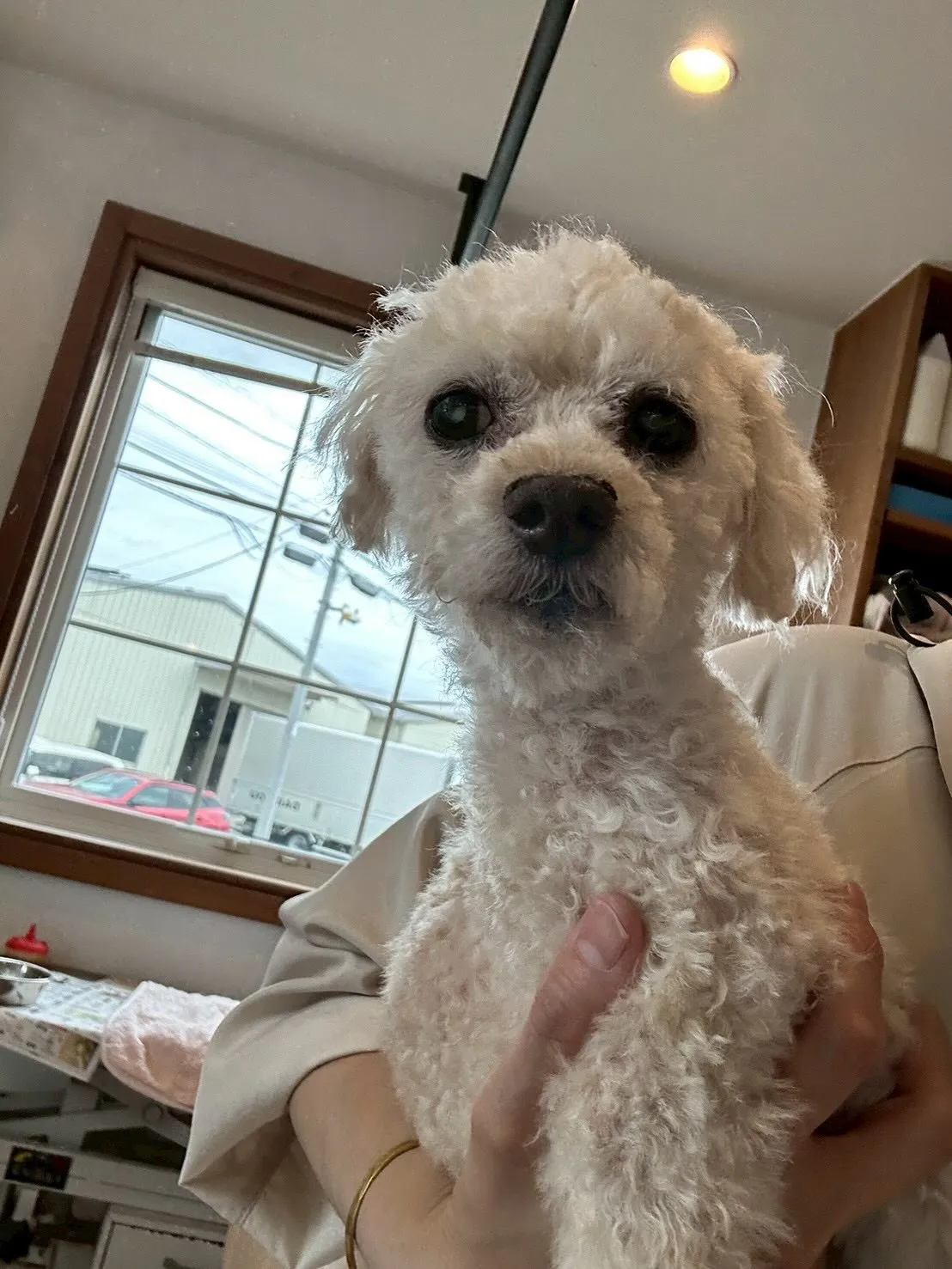 ✨ワンちゃんたちのオシャレをお手伝いするトリミングサロンへよ...