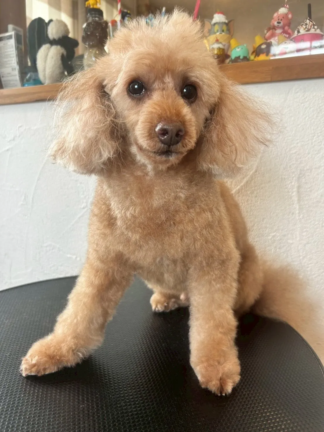 ✨ワンちゃんたちのオシャレをお手伝いするトリミングサロンへよ...