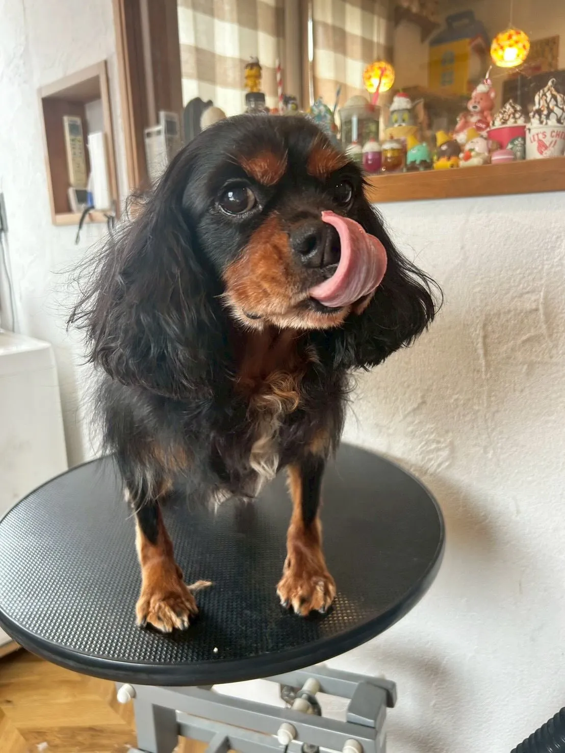 ✨ワンちゃんたちのオシャレをお手伝いするトリミングサロンへよ...