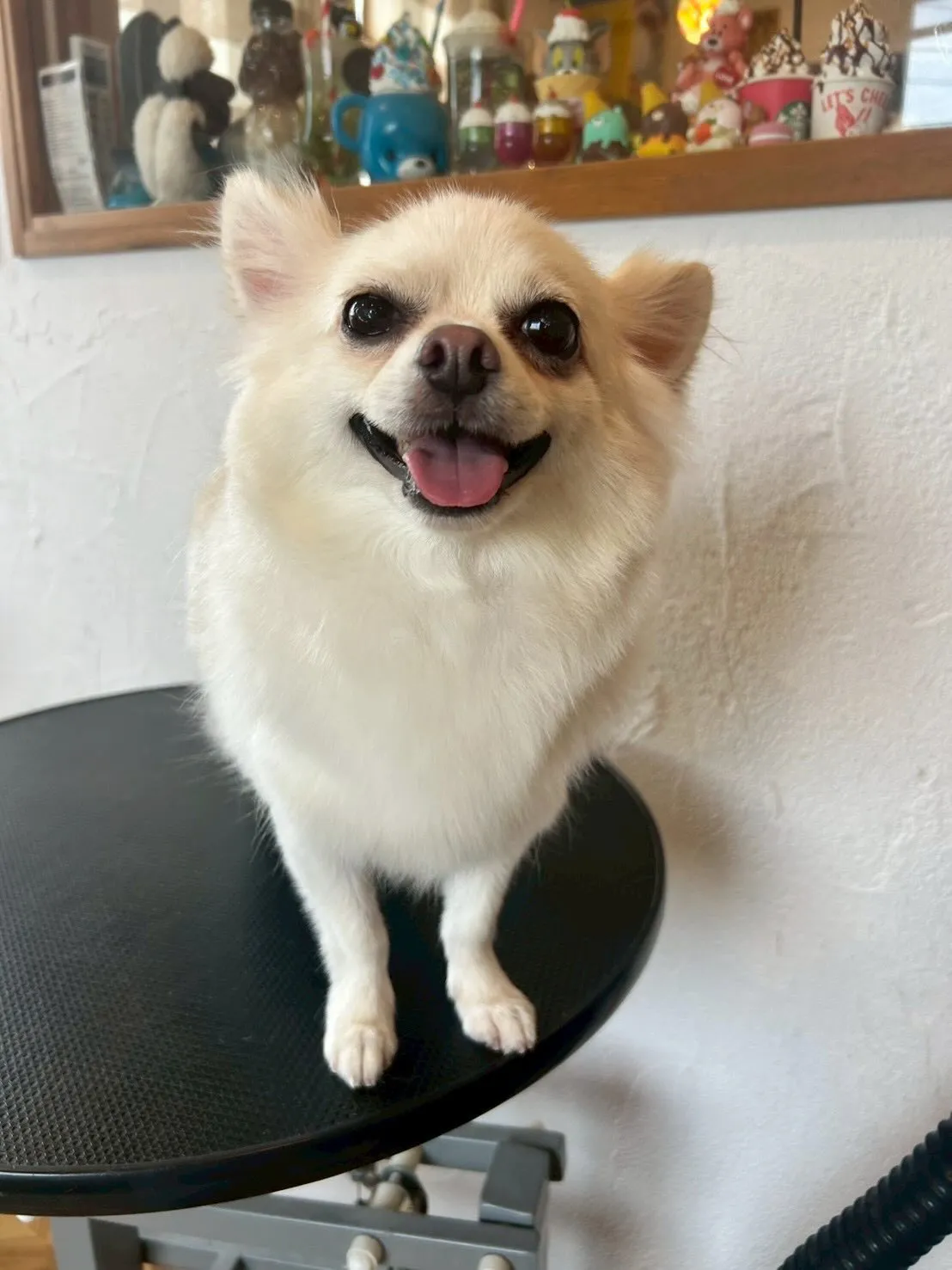 ✨ワンちゃんたちのオシャレをお手伝いするトリミングサロンへよ...