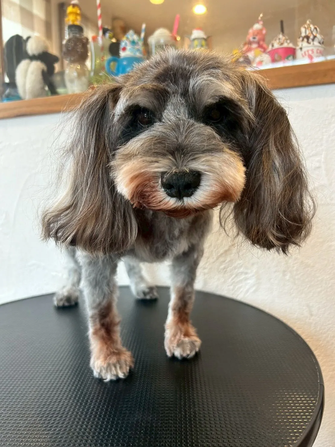 たくさんのわんちゃんが遊びに来てくれました✨