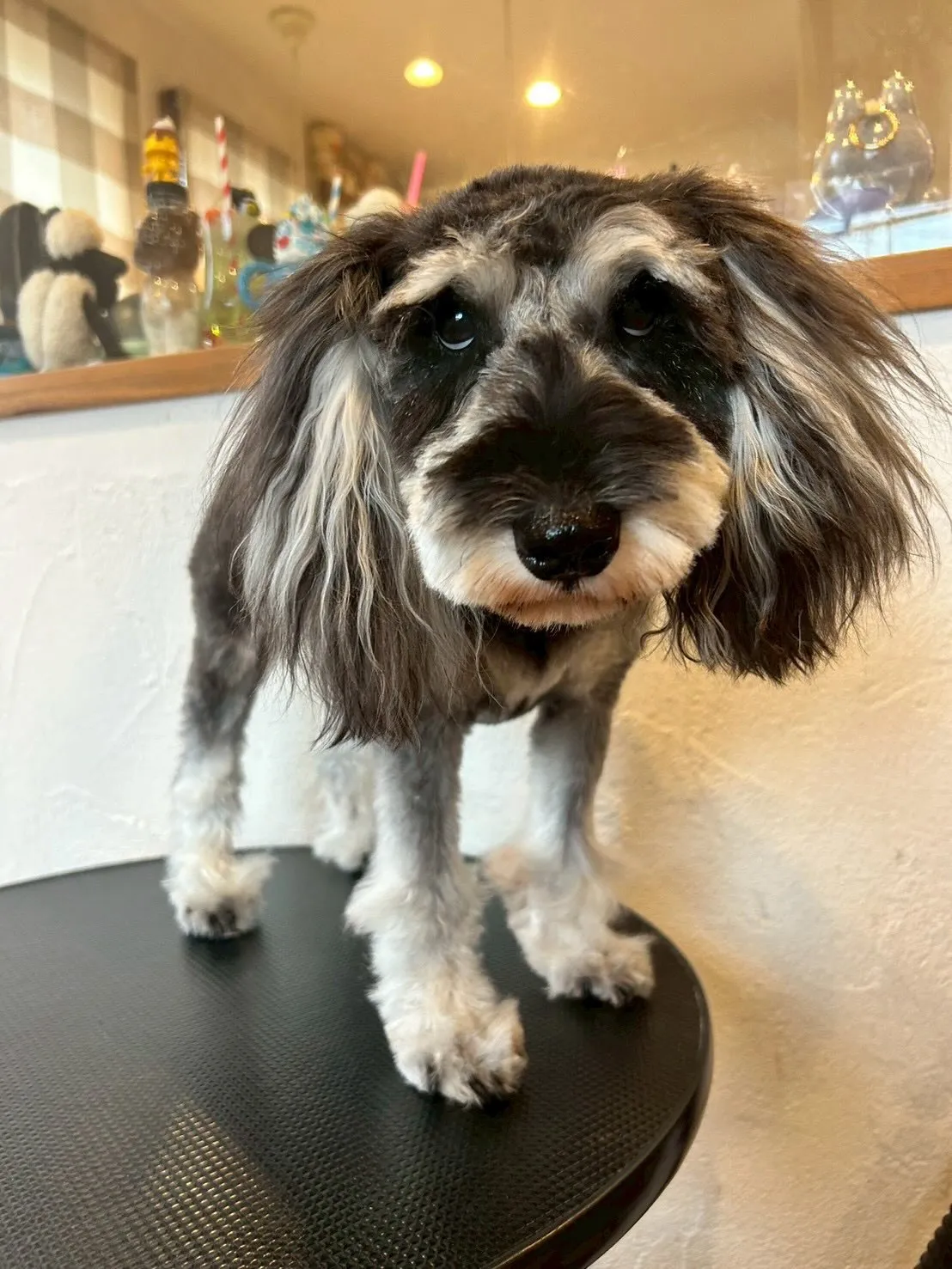 たくさんのわんちゃんが遊びに来てくれました✨