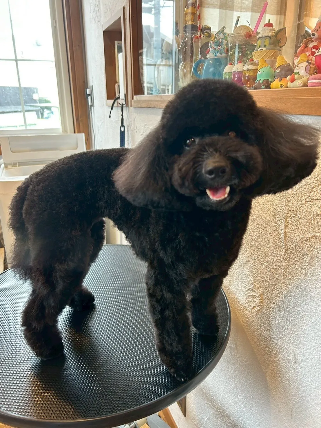 たくさんのわんちゃんが遊びに来てくれました✨