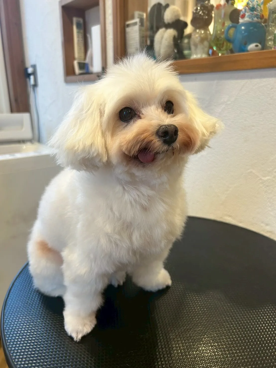 たくさんのわんちゃんが遊びに来てくれました✨