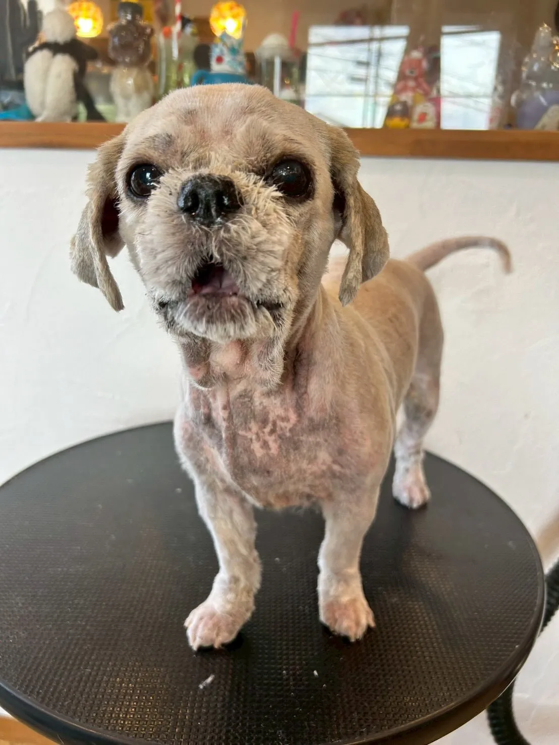 🐾✨元気いっぱいのワンちゃんたちがトリミングに来てくれました...