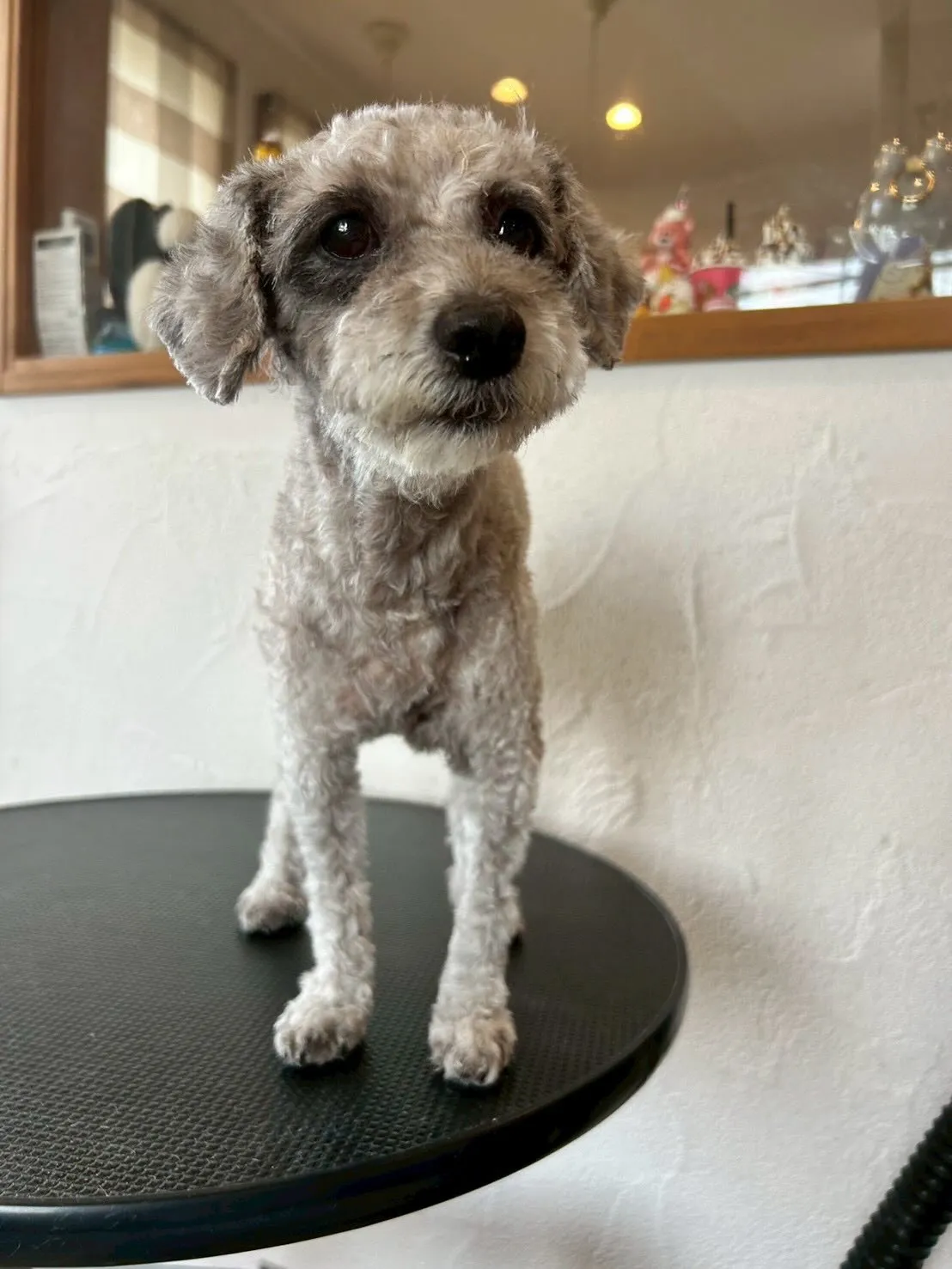 🐾✨元気いっぱいのワンちゃんたちがトリミングに来てくれました...