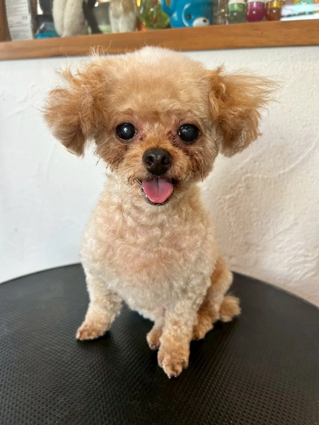 🐾✨元気いっぱいのワンちゃんたちがトリミングに来てくれました...