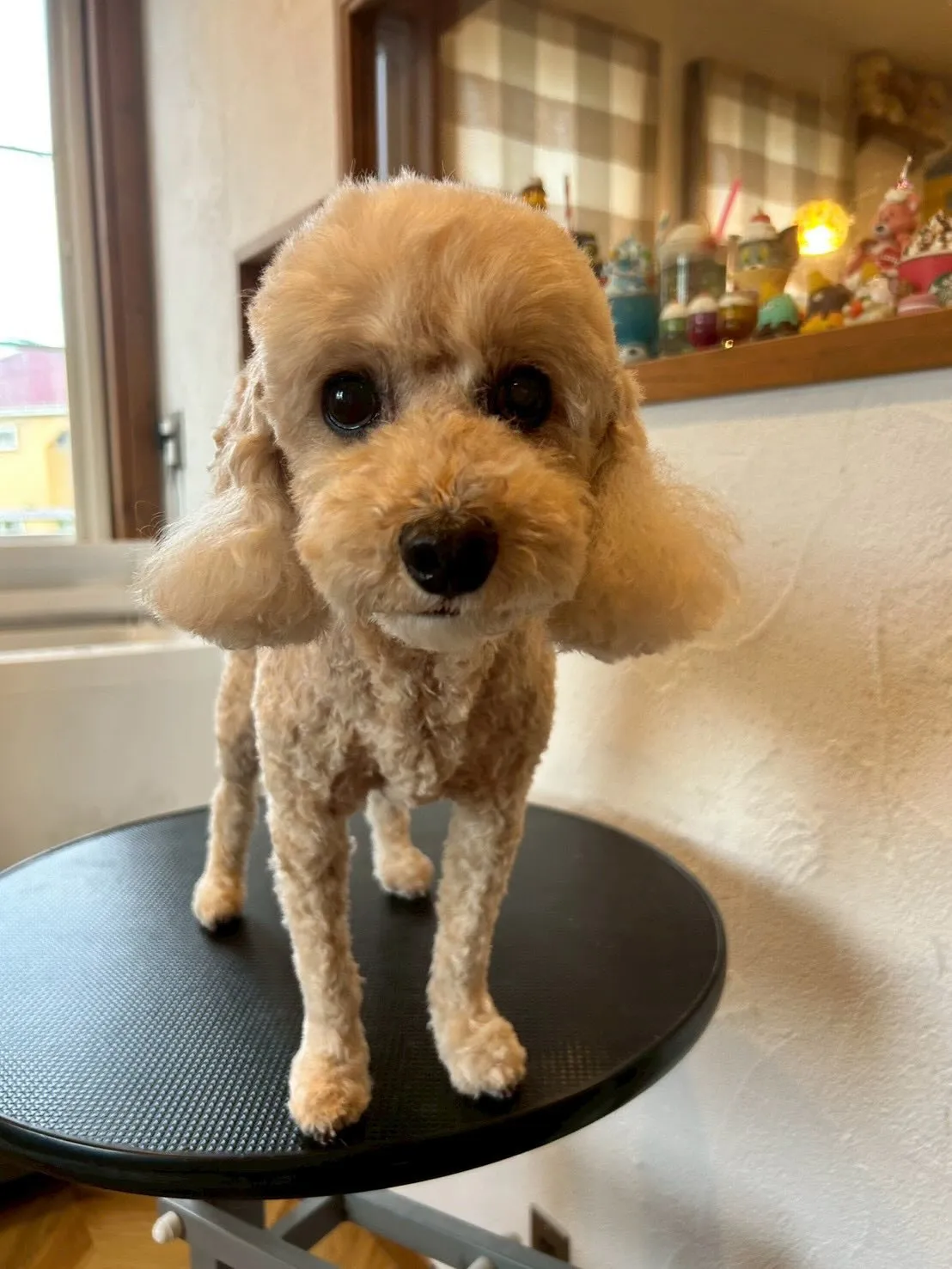 🐾✨元気いっぱいのワンちゃんたちがトリミングに来てくれました...