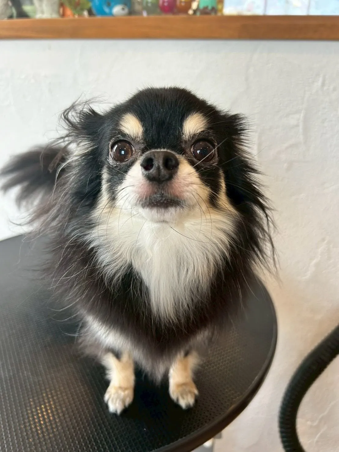 🐾アクアゼオ毛抜きコースで、みんなピカピカに変身しました✨