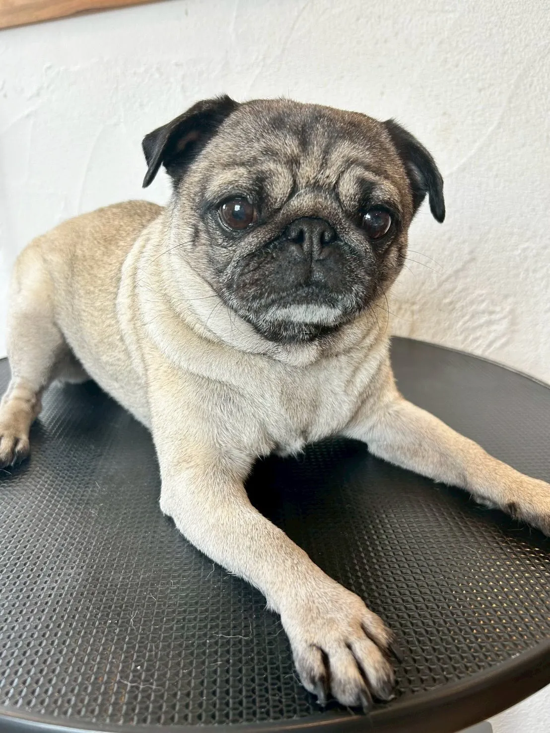 🐾アクアゼオ毛抜きコースで、みんなピカピカに変身しました✨