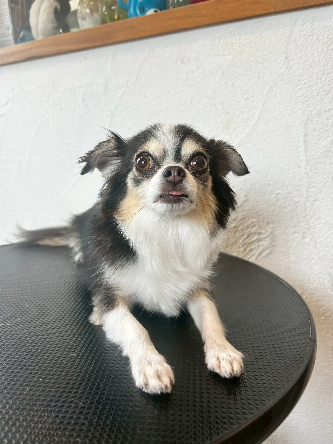 🐾アクアゼオ毛抜きコースで、みんなピカピカに変身しました✨