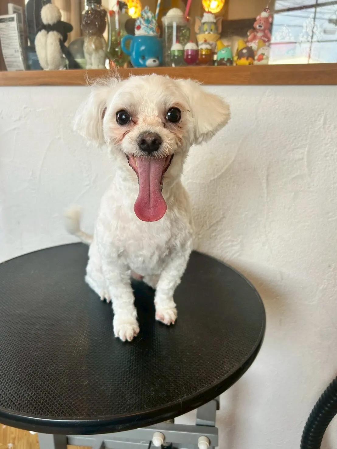 午前中はAAAに行ってきたよ🚗✨