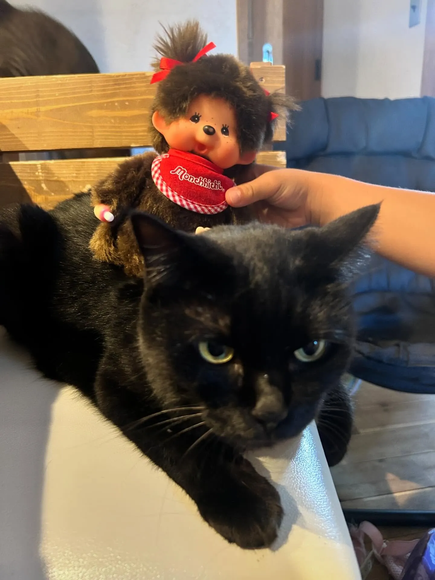 久しぶりにペットの展示会に参加するために、前日から泊まりで出...