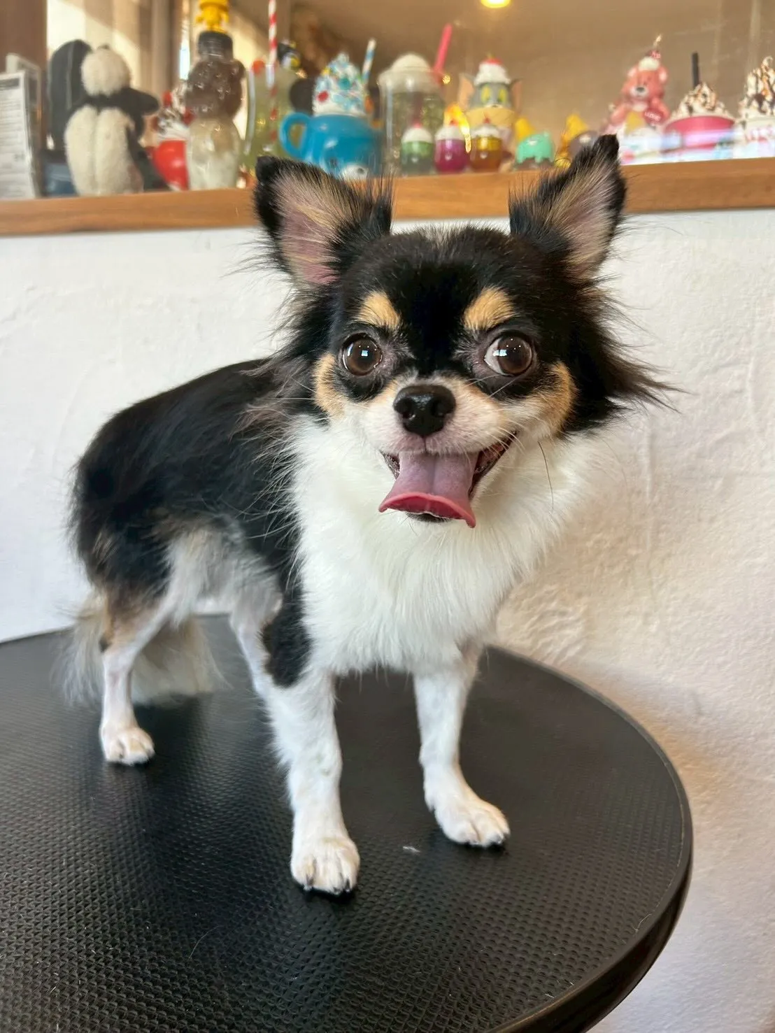 たくさんのお友達がトリミングサロンに来てくれました🐶✨