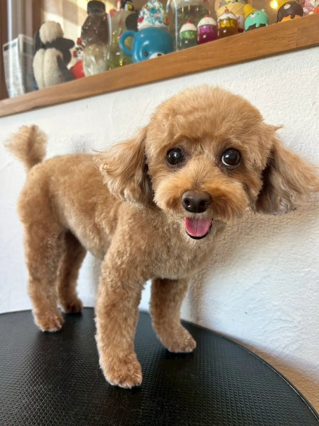 たくさんのお友達がトリミングサロンに来てくれました🐶✨