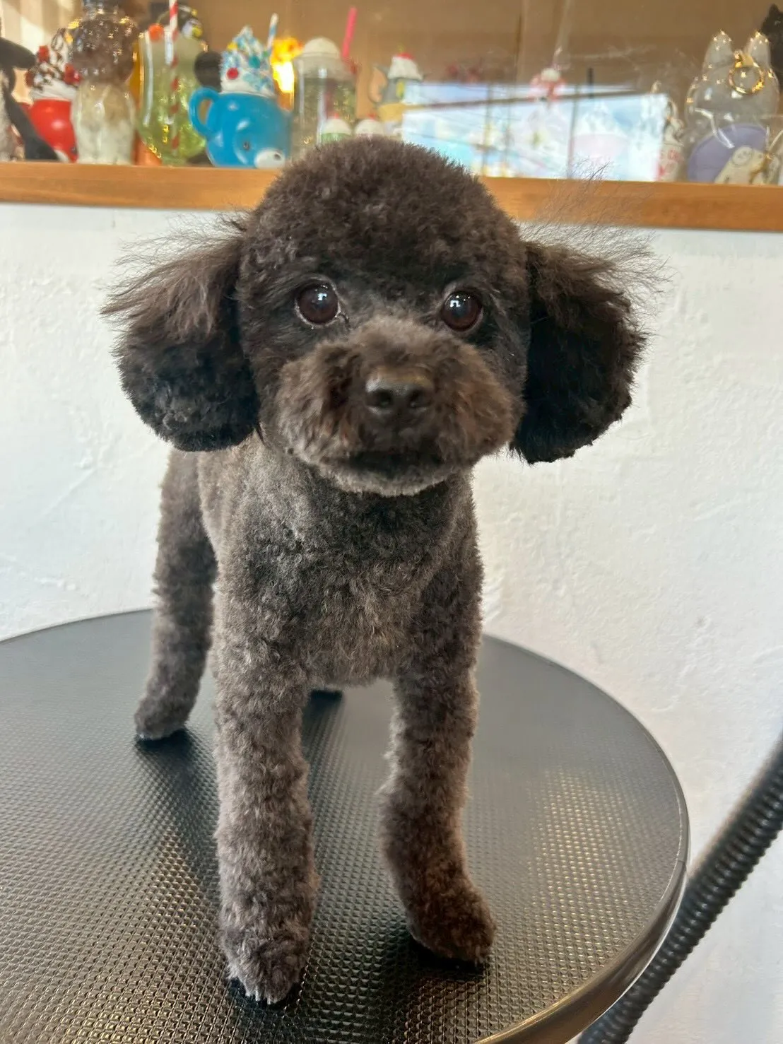 たくさんのお友達がトリミングサロンに来てくれました🐶✨