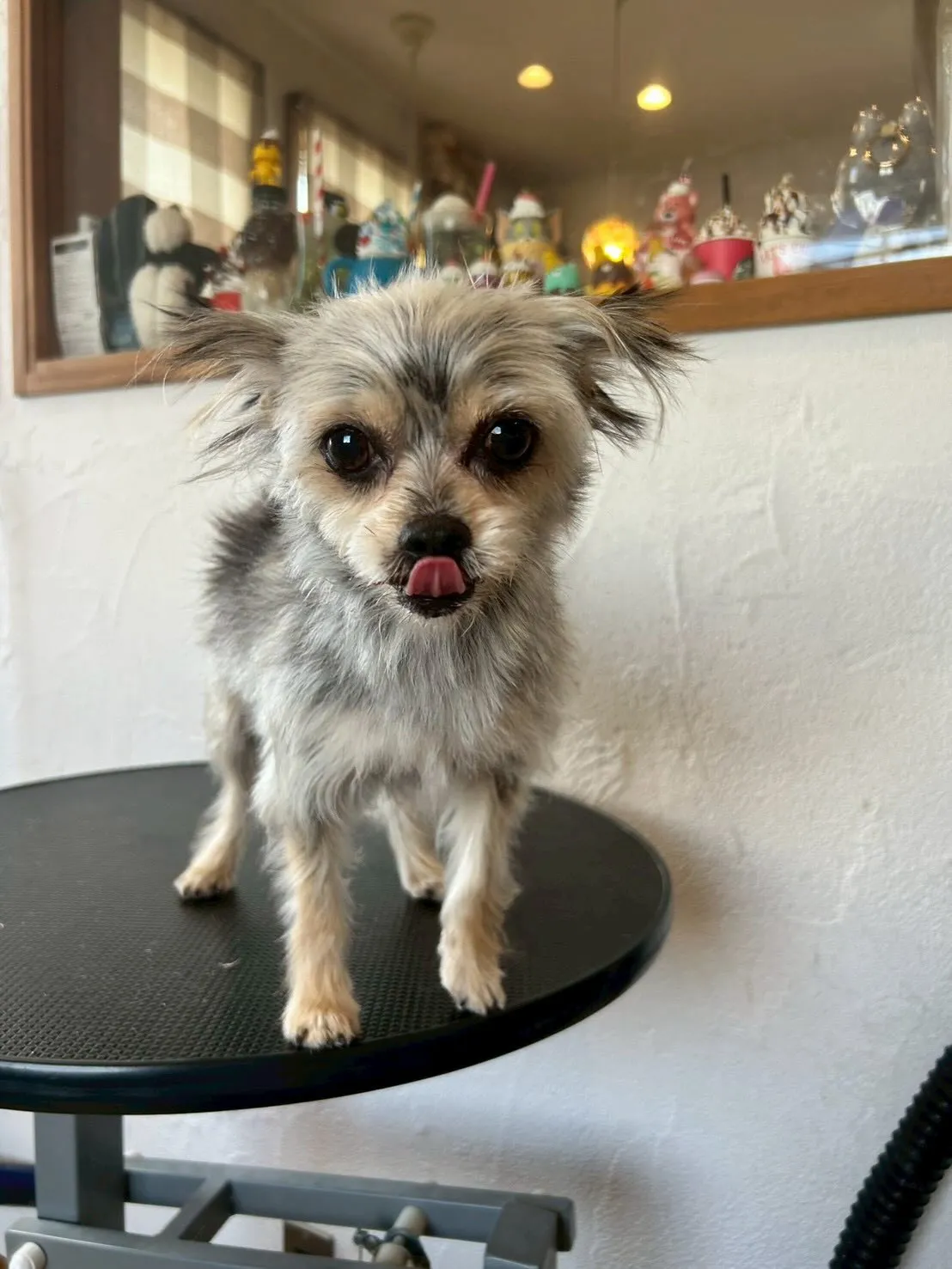 ワンちゃんたちの可愛さに癒される一日でした🐶✨