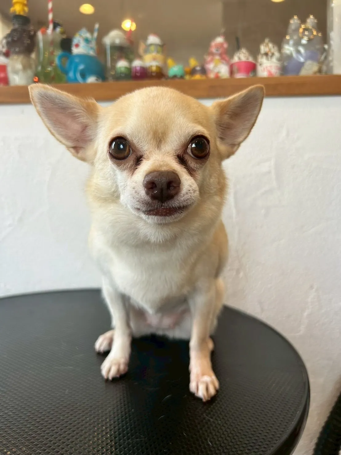 ワンちゃんたちの可愛さに癒される一日でした🐶✨