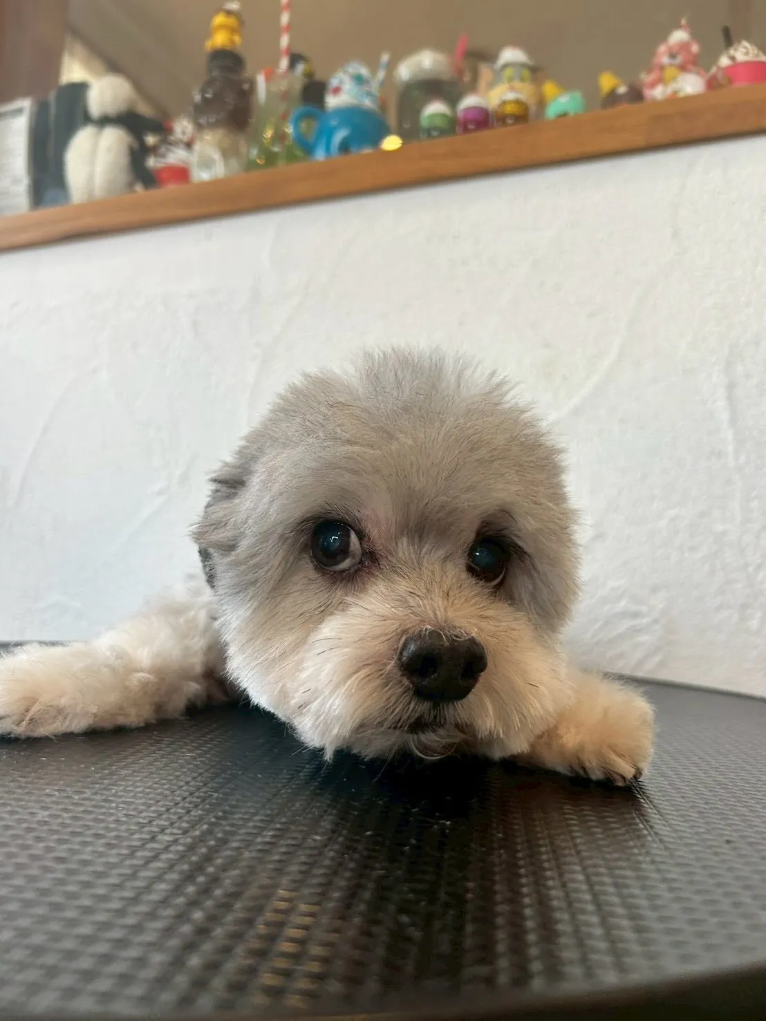 ワンちゃんたちの可愛さに癒される一日でした🐶✨