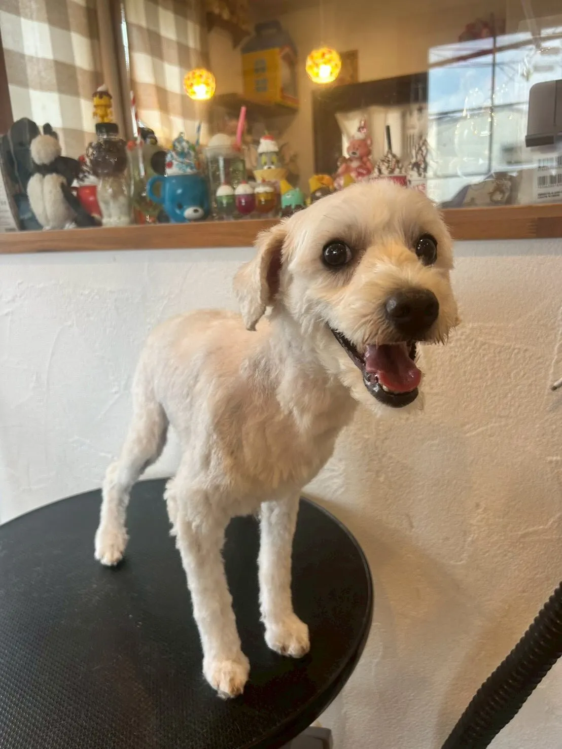 ワンちゃんたちの可愛さに癒される一日でした🐶✨