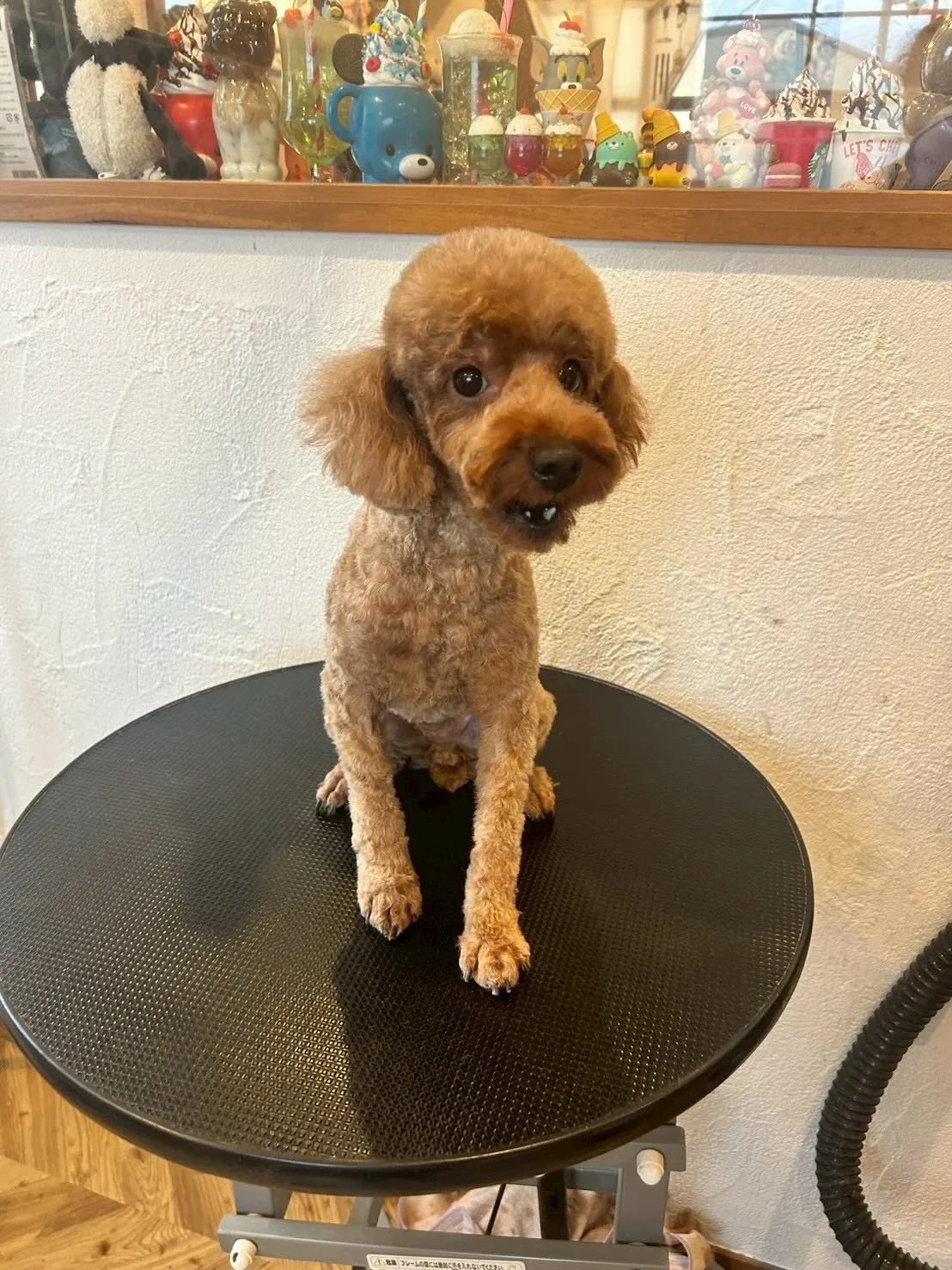 ワンちゃんたちの可愛さに癒される一日でした🐶✨