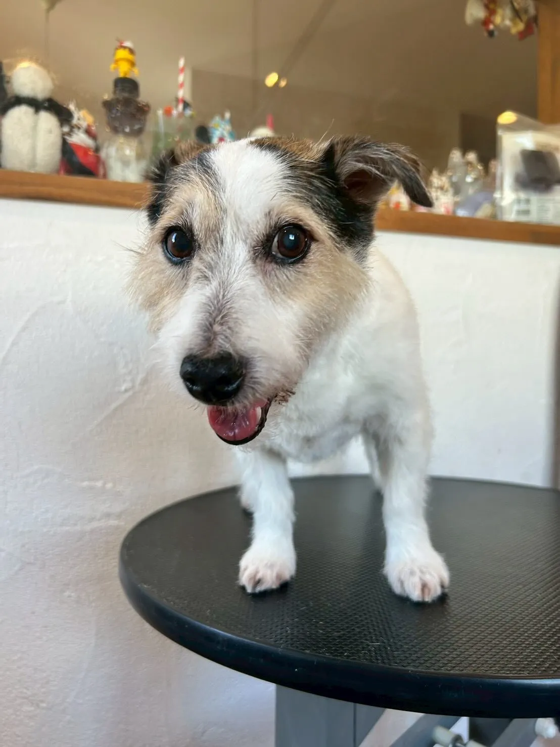 🐾✨たくさんのワンちゃんたちがトリミングに来てくれましたよ〜...