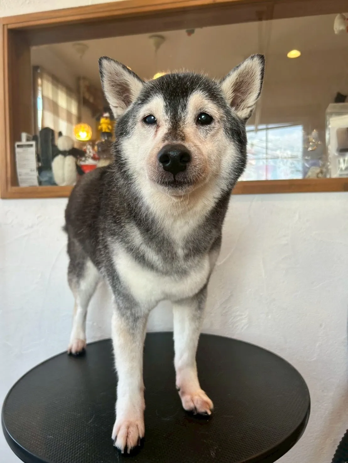 🐾✨たくさんのワンちゃんたちがトリミングに来てくれましたよ〜...