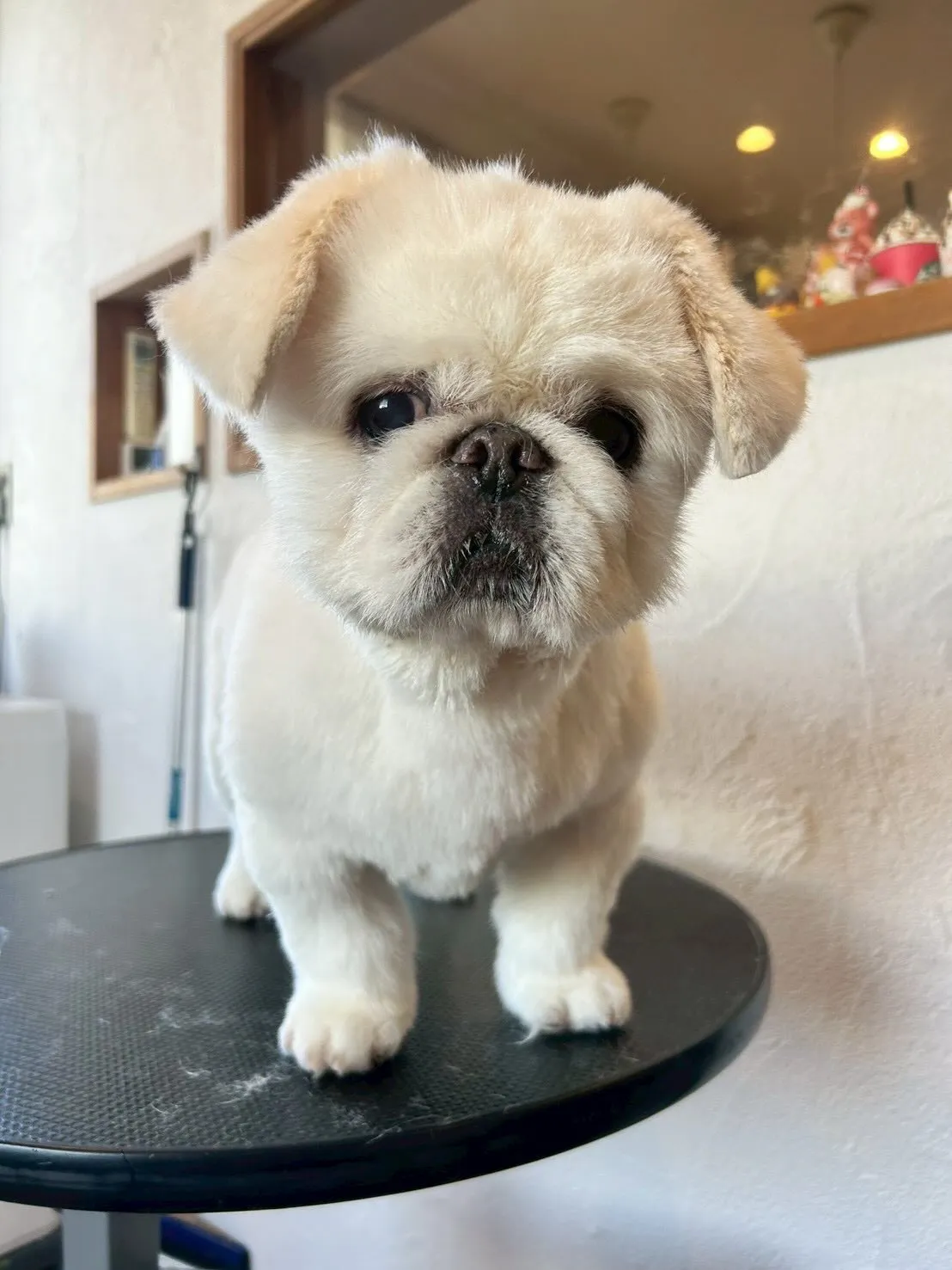 🐾✨たくさんのワンちゃんたちがトリミングに来てくれましたよ〜...