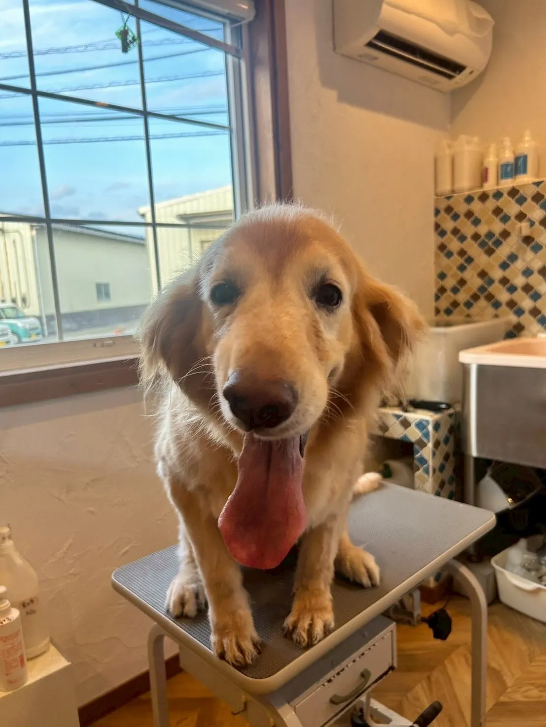 🐾✨たくさんのワンちゃんたちがトリミングに来てくれましたよ〜...